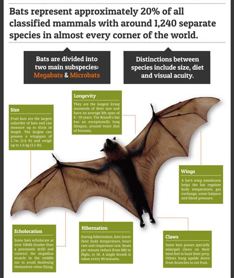 蝙蝠飛到家裡|蝙蝠資訊站 Bats information about Taiwan